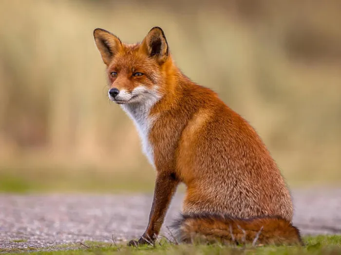 Framed Print : Red Fox (Vulpes vulpes) sitting and waiting patiently for something to happen Framed Print : Red Fox (Vulpes vulpes) sitting and waiting patiently for something to happen
