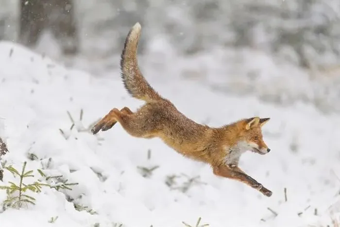 Framed Print : Red Fox, vulpes vulpes, in winter Framed Print : Red Fox, vulpes vulpes, in winter