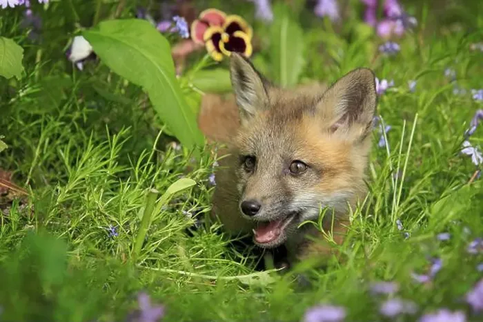 Framed Print : Red fox (Vulpes vulpes), young animal, meadow, flower, ten weeks old, portrait, Montana, USA, North America Framed Print : Red fox (Vulpes vulpes), young animal, meadow, flower, ten weeks old, portrait, Montana, USA, North America