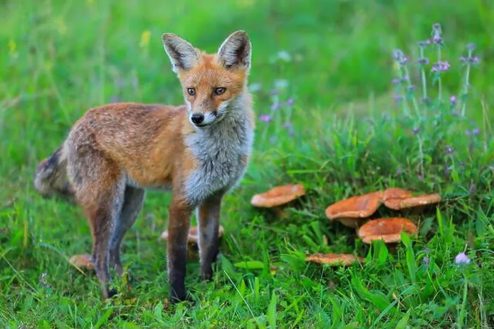 Framed Print : Red fox (Vulpes vulpes), young fox standing by a group of mushrooms Framed Print : Red fox (Vulpes vulpes), young fox standing by a group of mushrooms