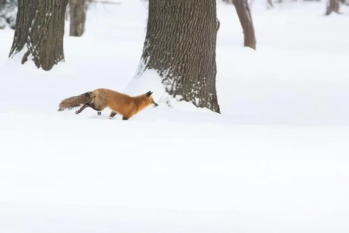 Framed Print : Red fox in winter Framed Print : Red fox in winter