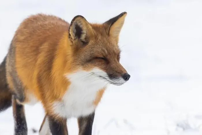 Framed Print : Red fox in winter Framed Print : Red fox in winter