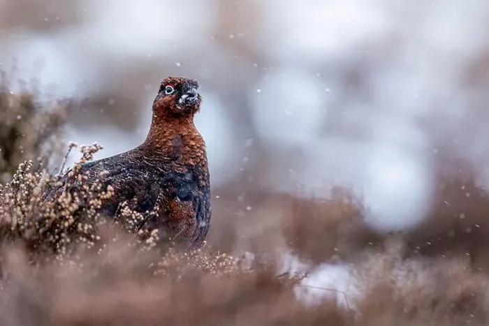 Framed Print : A Red Grouse in snowy Cairngorms wilderness Framed Print : A Red Grouse in snowy Cairngorms wilderness