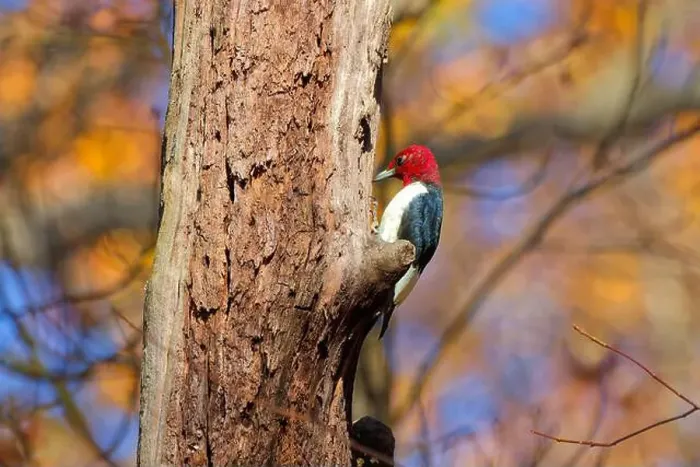 Framed Print : The red-headed woodpecker (Melanerpes erythrocephalus) Framed Print : The red-headed woodpecker (Melanerpes erythrocephalus)
