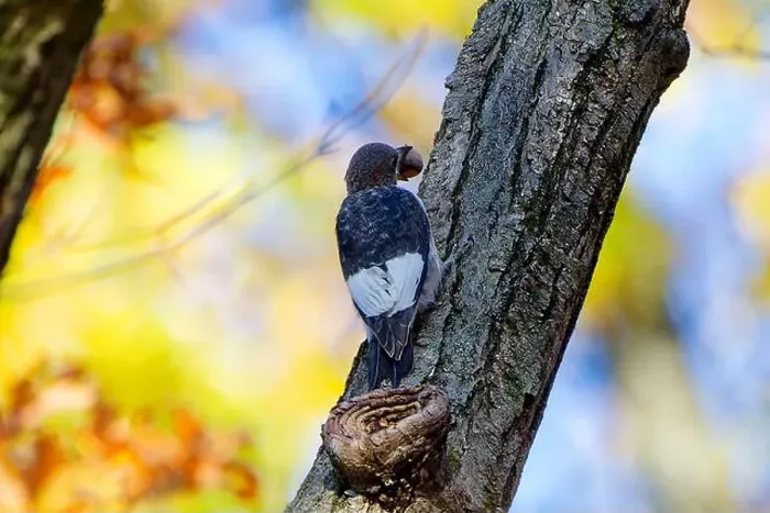 Framed Print : The red-headed woodpecker (Melanerpes erythrocephalus) Framed Print : The red-headed woodpecker (Melanerpes erythrocephalus)