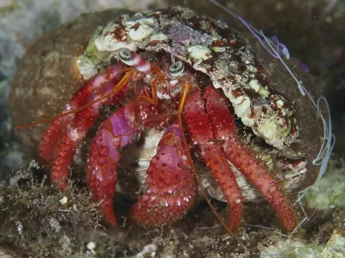 Framed Print : Red Hermit Crab (Dardanus Calidus) in a snail shell under water in the Mediterranean Sea near Hyeres Framed Print : Red Hermit Crab (Dardanus Calidus) in a snail shell under water in the Mediterranean Sea near Hyeres