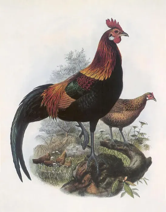 Framed Print : Red Jungle-fowl, Gallus gallus Framed Print : Red Jungle-fowl, Gallus gallus