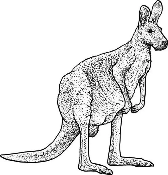 Framed Print : Red kangaroo illustration, drawing, engraving, ink, line art, vector Framed Print : Red kangaroo illustration, drawing, engraving, ink, line art, vector