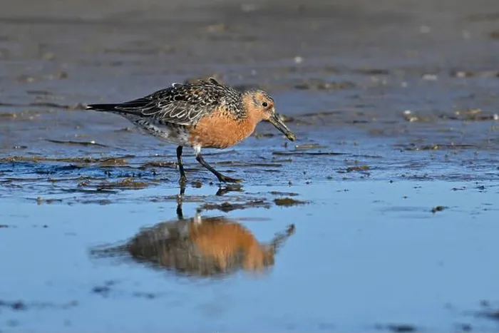 Framed Print : Red Knot (Calidris canutus) looking for food, Spain Framed Print : Red Knot (Calidris canutus) looking for food, Spain