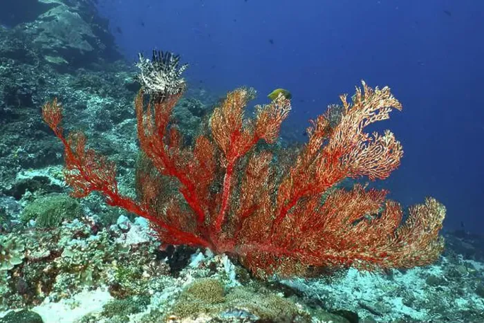 Framed Print : Red knotted fan (Melithaea ochracea) on the ocean floor