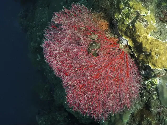 Framed Print : A red knotted fan (Melithaea ochracea) spreads out on a coral reef in the deep ocean