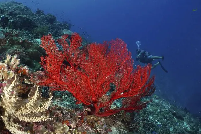 Framed Print : Red knotted fan (Melithaea ochracea) on a tropical reef Framed Print : Red knotted fan (Melithaea ochracea) on a tropical reef