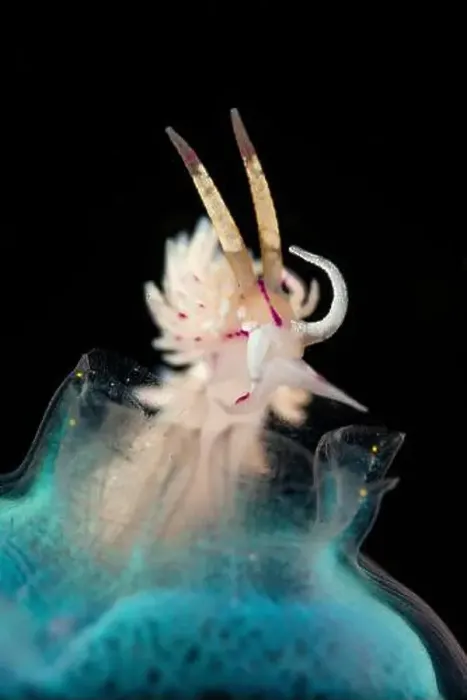 Framed Print : Red-lined flabellina nudibranch (Flabellina rubrolineata) on a neon blue sea squirt, Lembeh Strait Framed Print : Red-lined flabellina nudibranch (Flabellina rubrolineata) on a neon blue sea squirt, Lembeh Strait