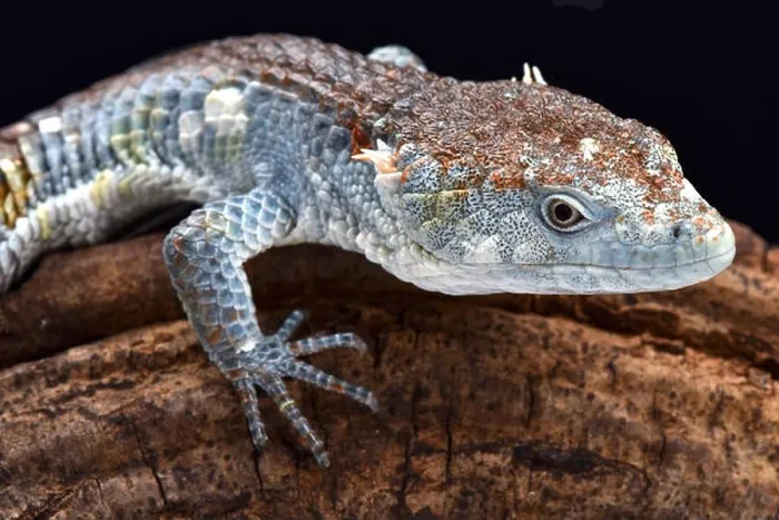 Framed Print : Red-lipped Arboreal Alligator Lizard (Abronia lythrochila), Mexico