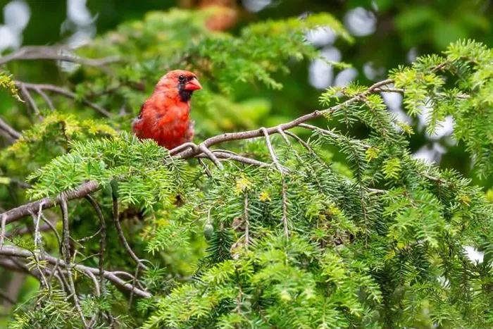 Framed Print : A red male northern cardinal perched in an evergreen tree in Northeast Indiana, USA Framed Print : A red male northern cardinal perched in an evergreen tree in Northeast Indiana, USA
