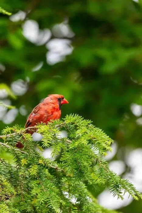 Framed Print : A red male northern cardinal perched in an evergreen tree in Northeast Indiana, USA Framed Print : A red male northern cardinal perched in an evergreen tree in Northeast Indiana, USA