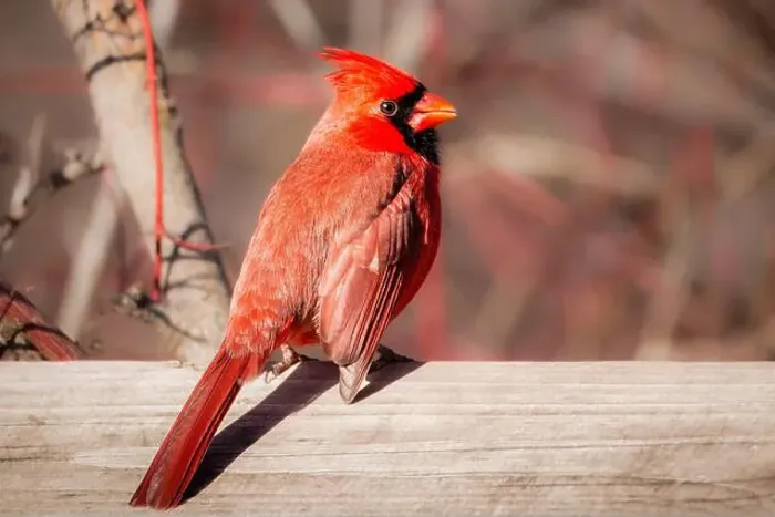 Framed Print : red male Northern Cardinal perched on the wooden railing Framed Print : red male Northern Cardinal perched on the wooden railing