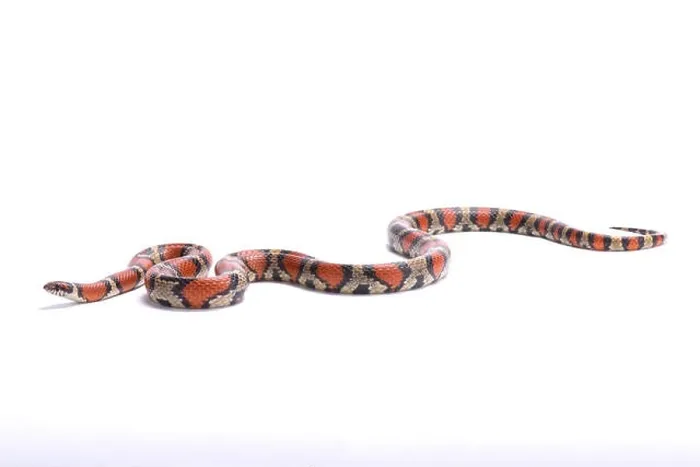 Framed Print : Red milk snake, Lampropeltis triangulum syspila, United States