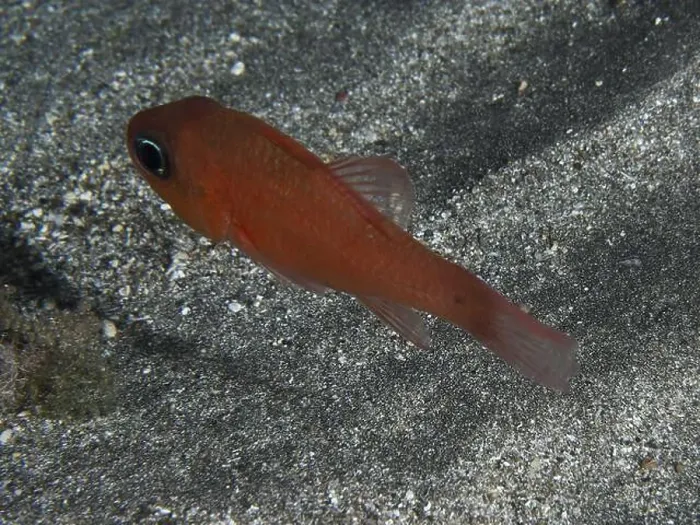 Framed Print : A red mullet king (Apogon imberbis) swimming close to the sandy bottom of the sea Framed Print : A red mullet king (Apogon imberbis) swimming close to the sandy bottom of the sea