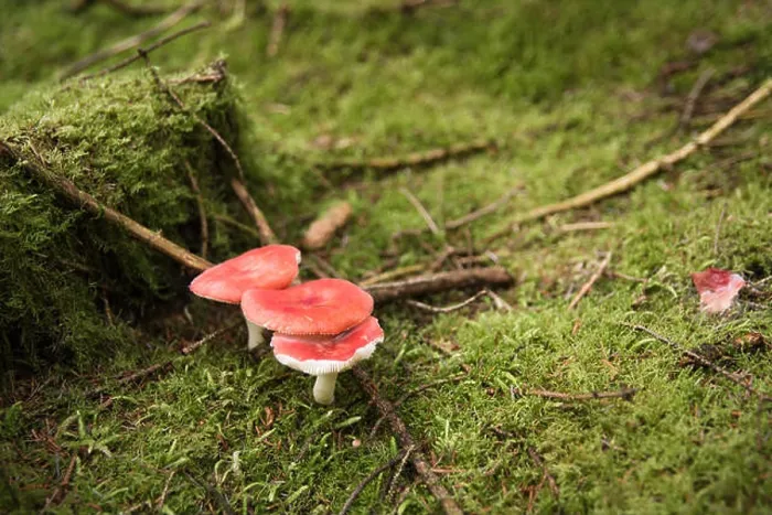 Framed Print : Red mushrooms surrounded by moss in a dense forest in Ireland Framed Print : Red mushrooms surrounded by moss in a dense forest in Ireland