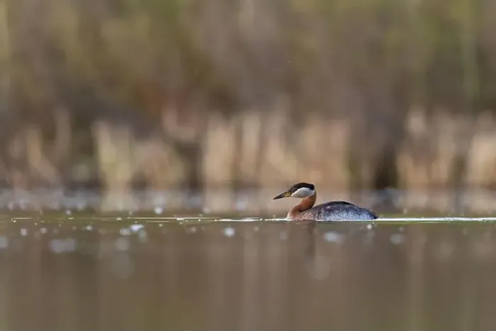 Framed Print : Red-necked Grebe on lake from low angle in Calgary, Alberta, Canada Framed Print : Red-necked Grebe on lake from low angle in Calgary, Alberta, Canada