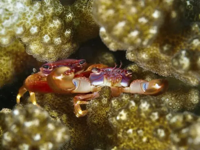 Framed Print : Red and orange crab, purple coral crab (Trapezia cymodoce) Framed Print : Red and orange crab, purple coral crab (Trapezia cymodoce)