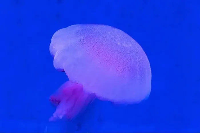 Framed Print : Red Orange White Big Jelly Fish in an Ocean Framed Print : Red Orange White Big Jelly Fish in an Ocean