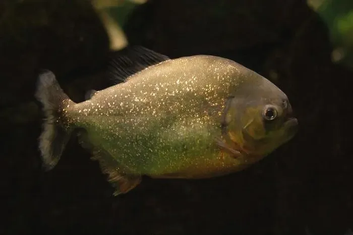 Framed Print : Red piranha (Pygocentrus nattereri), also known as the red-bellied piranha Framed Print : Red piranha (Pygocentrus nattereri), also known as the red-bellied piranha