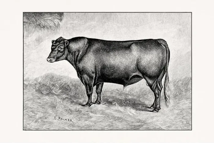 Framed Print : Red polled Cattle. Antique cattle illustration of a bull from an 1887 livestock book Framed Print : Red polled Cattle. Antique cattle illustration of a bull from an 1887 livestock book