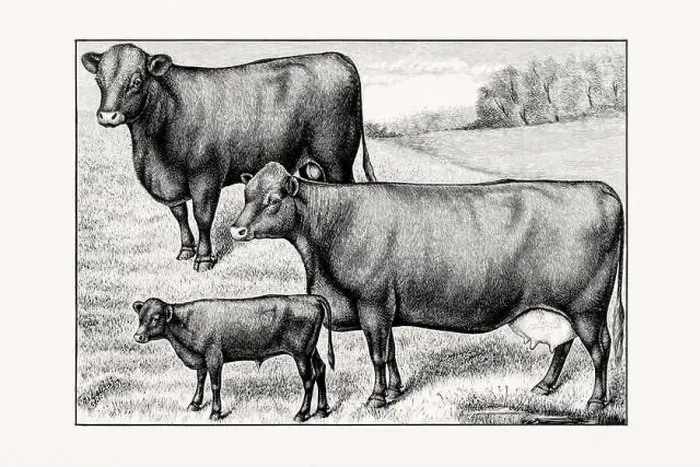 Framed Print : Red polled Cattle. Vintage cattle illustration of a cow from an 1887 livestock book Framed Print : Red polled Cattle. Vintage cattle illustration of a cow from an 1887 livestock book
