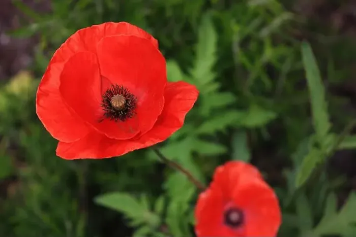 Framed Print : Two red poppies against a green background Framed Print : Two red poppies against a green background