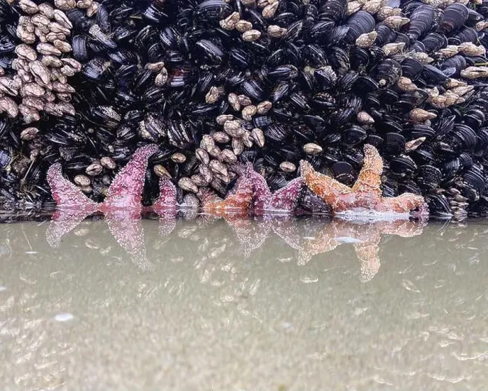Framed Print : Red and purple starfish cling to a rocky outcrop on the Oregon coast Framed Print : Red and purple starfish cling to a rocky outcrop on the Oregon coast