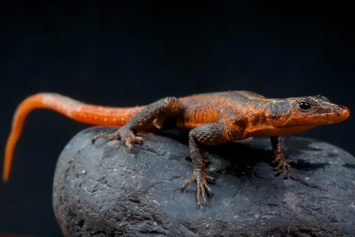 Framed Print : Red rock lizard / Platysaurus janssoni Framed Print : Red rock lizard / Platysaurus janssoni