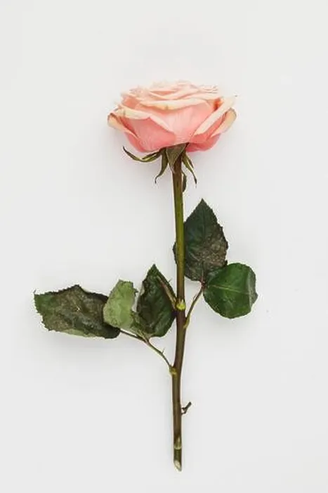 Framed Print : Red rose flower with long green stem isolated on white background, clipping path Framed Print : Red rose flower with long green stem isolated on white background, clipping path