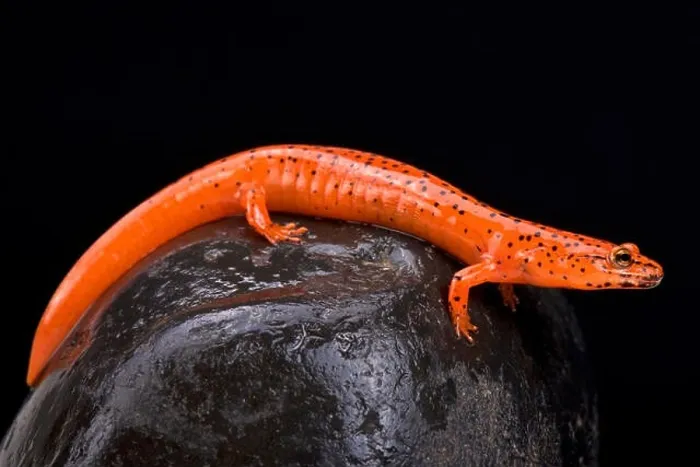 Framed Print : Red salamander (Pseudotriton ruber) Framed Print : Red salamander (Pseudotriton ruber)