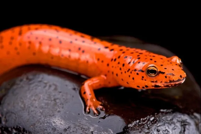 Framed Print : Red salamander (Pseudotriton ruber) Framed Print : Red salamander (Pseudotriton ruber)