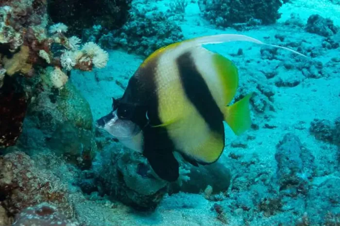 Framed Print : Red Sea bannerfish in Red Sea near Marsa Alam, Egypt Framed Print : Red Sea bannerfish in Red Sea near Marsa Alam, Egypt