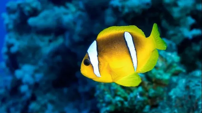 Framed Print : Red Sea Clownfish, Two Banded Anemonefish, Amphiprion bicintus, Coral Reef, Red Sea, Egypt, Africa Framed Print : Red Sea Clownfish, Two Banded Anemonefish, Amphiprion bicintus, Coral Reef, Red Sea, Egypt, Africa