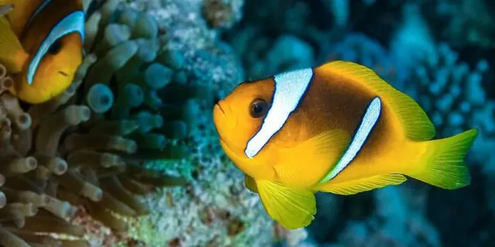 Framed Print : Red Sea Clownfish, Two Banded Anemonefish, Amphiprion bicintus, Coral Reef, Red Sea, Egypt, Africa Framed Print : Red Sea Clownfish, Two Banded Anemonefish, Amphiprion bicintus, Coral Reef, Red Sea, Egypt, Africa