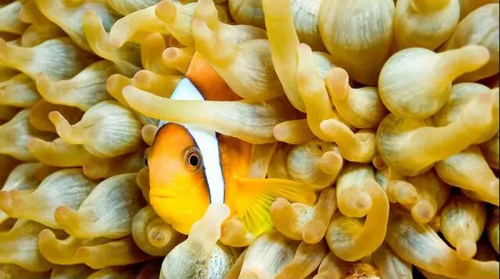 Framed Print : Red Sea Clownfish, Two Banded Anemonefish, Amphiprion bicintus, Coral Reef, Red Sea, Egypt, Africa Framed Print : Red Sea Clownfish, Two Banded Anemonefish, Amphiprion bicintus, Coral Reef, Red Sea, Egypt, Africa