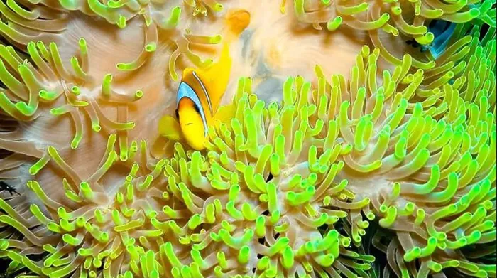 Framed Print : Red Sea Clownfish, Two Banded Anemonefish, Amphiprion bicintus, Coral Reef, Red Sea, Egypt, Africa Framed Print : Red Sea Clownfish, Two Banded Anemonefish, Amphiprion bicintus, Coral Reef, Red Sea, Egypt, Africa