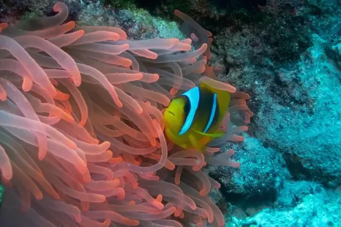 Framed Print : Red Sea clownfish in Red Sea near Marsa Alam, Egypt Framed Print : Red Sea clownfish in Red Sea near Marsa Alam, Egypt