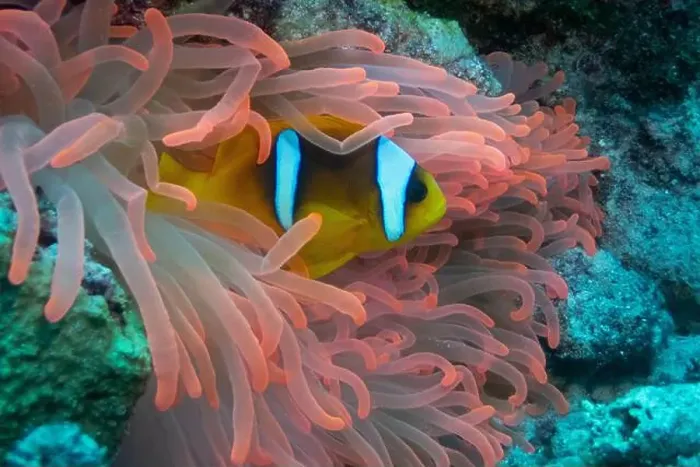Framed Print : Red Sea clownfish in Red Sea near Marsa Alam, Egypt Framed Print : Red Sea clownfish in Red Sea near Marsa Alam, Egypt