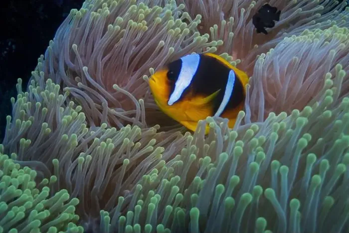 Framed Print : Red Sea clownfish in Red Sea near Marsa Alam, Egypt Framed Print : Red Sea clownfish in Red Sea near Marsa Alam, Egypt
