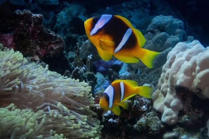Framed Print : Red Sea clownfish in Red Sea near Marsa Alam, Egypt Framed Print : Red Sea clownfish in Red Sea near Marsa Alam, Egypt