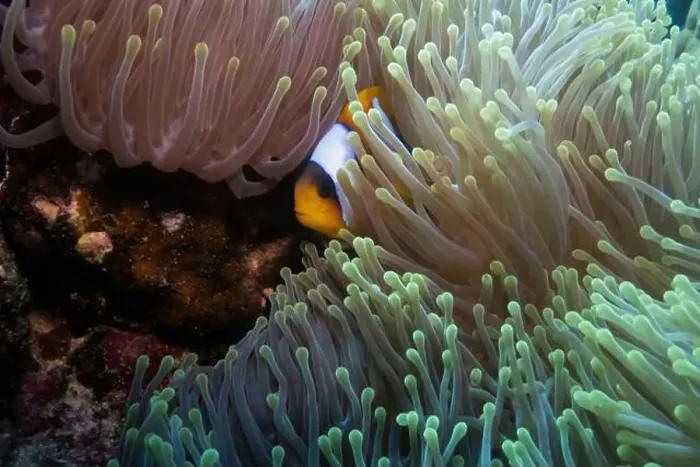 Framed Print : Red Sea clownfish in Red Sea near Marsa Alam, Egypt Framed Print : Red Sea clownfish in Red Sea near Marsa Alam, Egypt