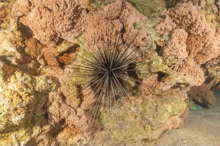 Framed Print : Red Sea Urchin in the Red Sea Colorful and beautiful, Eilat Israel