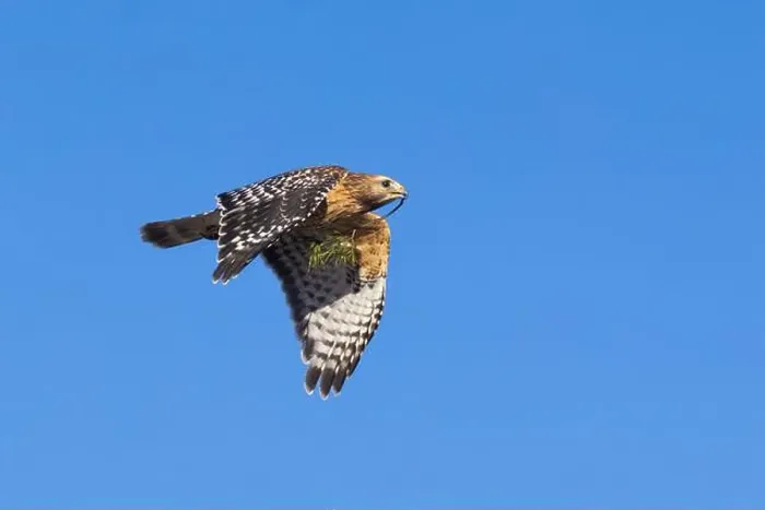 Framed Print : Red-shouldered hawk (Buteo lineatus) nesting Framed Print : Red-shouldered hawk (Buteo lineatus) nesting