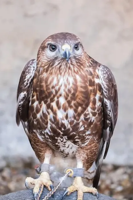 Framed Print : Red shouldered Hawk in zoo caged Buteos or soaring hawks. Buteo lineatus. Bird watching Framed Print : Red shouldered Hawk in zoo caged Buteos or soaring hawks. Buteo lineatus. Bird watching