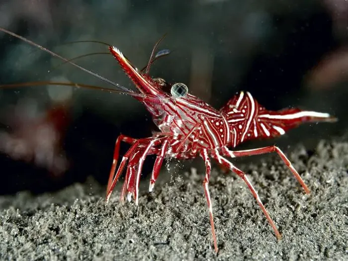 Framed Print : Red shrimp with stripes, camel shrimp (Rhynchocinetes durbanensis) Framed Print : Red shrimp with stripes, camel shrimp (Rhynchocinetes durbanensis)